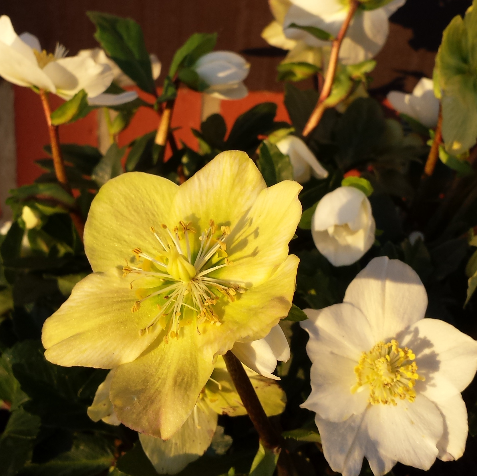 Christrose in der Morgensonne Dez 2019