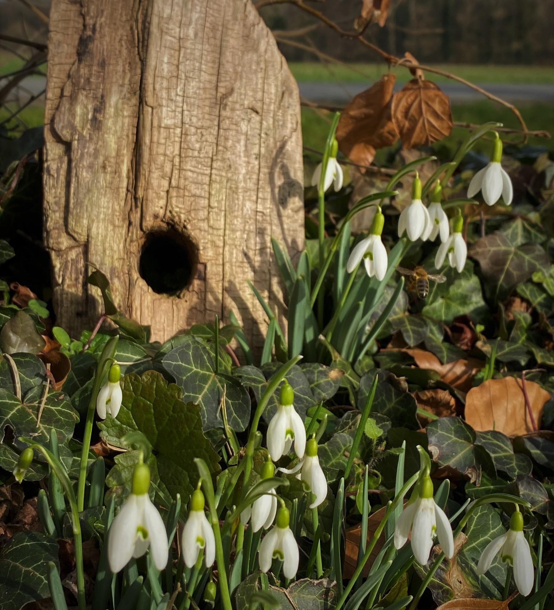 Schneeglöckchen wecken langsam das Holz... Winterlinge