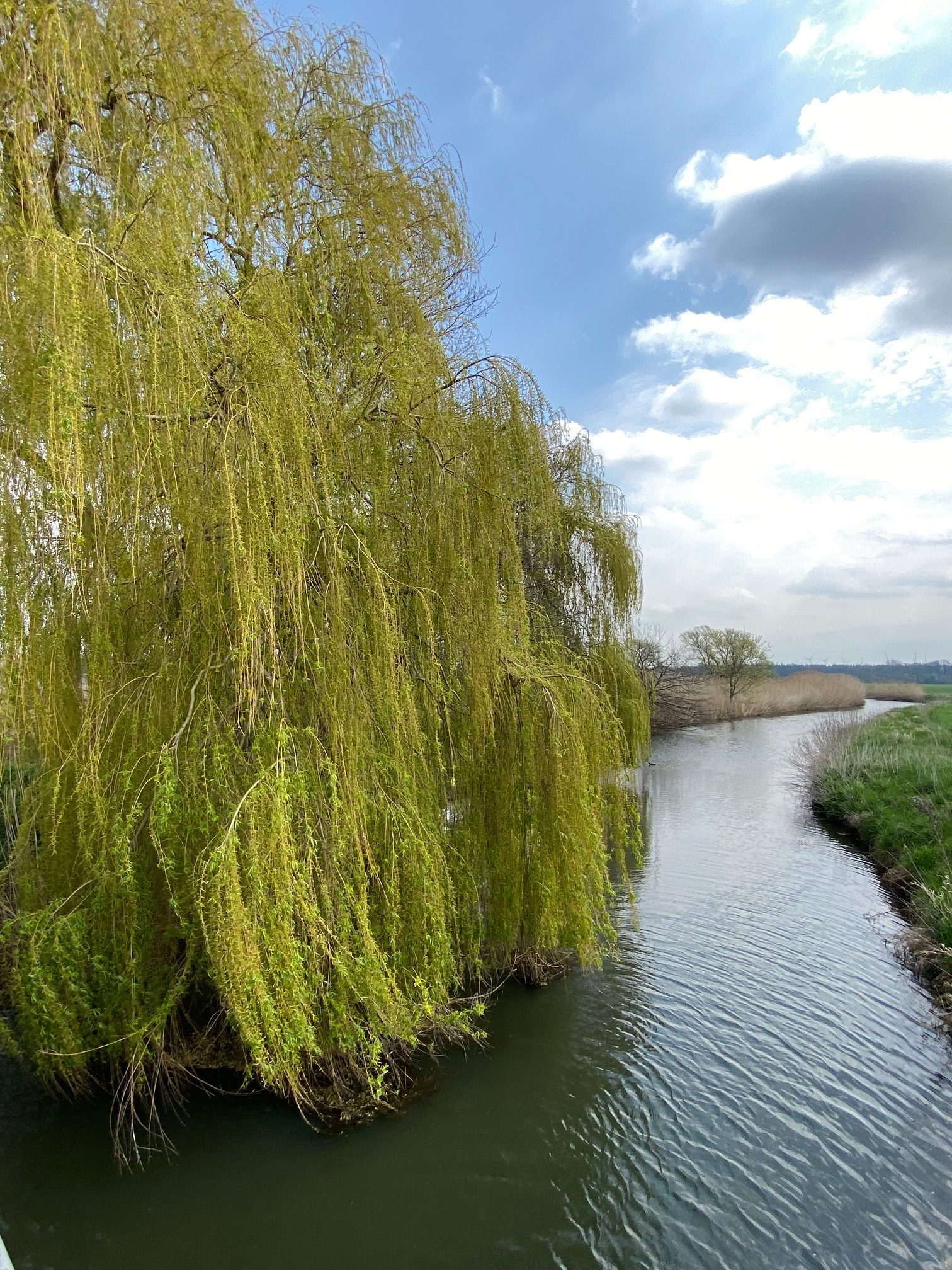 IMG_2869 Winterlinge